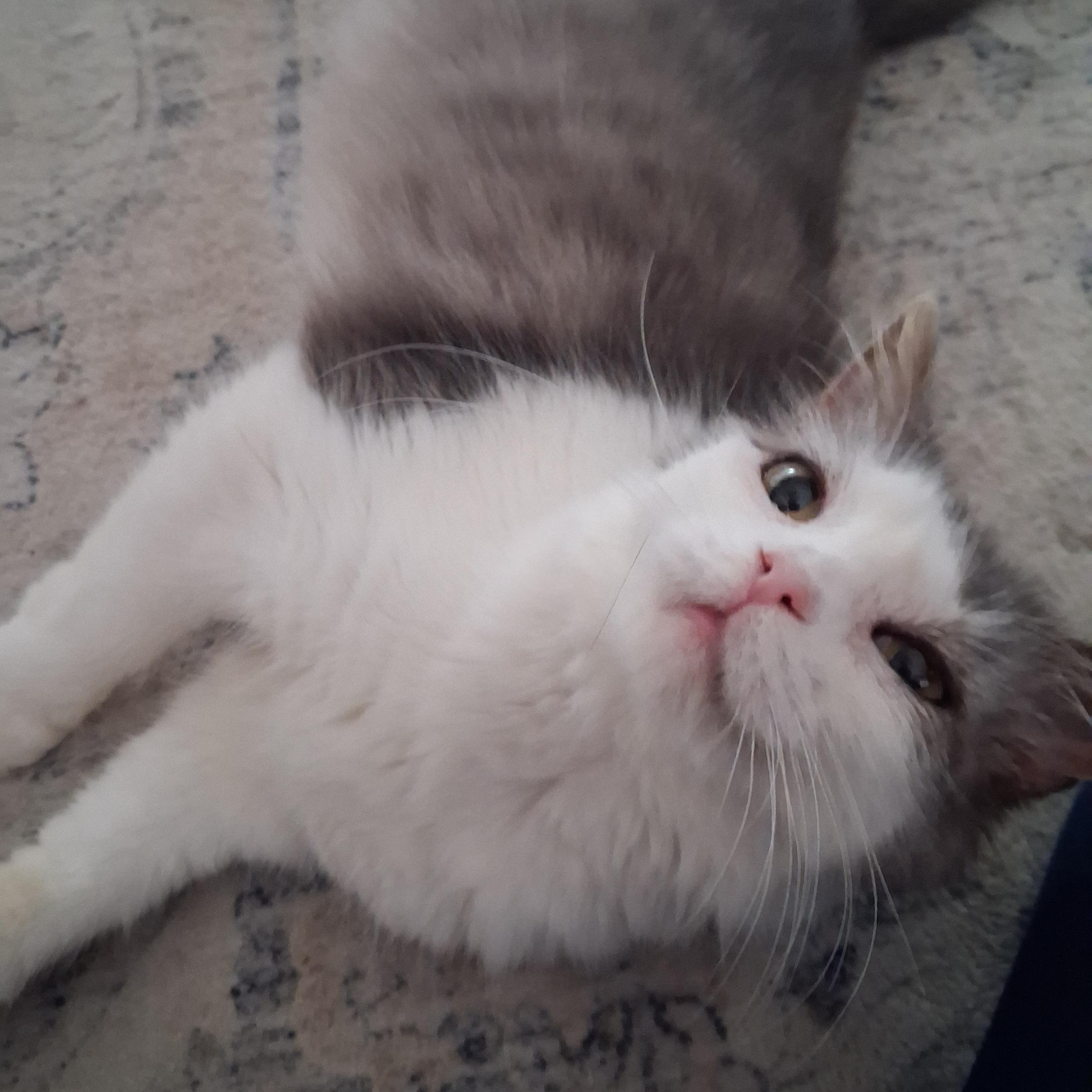 Enlarge Pearl, a ADOPTABLE Domestic Medium Hair in Pittsburgh, PA image 6/6