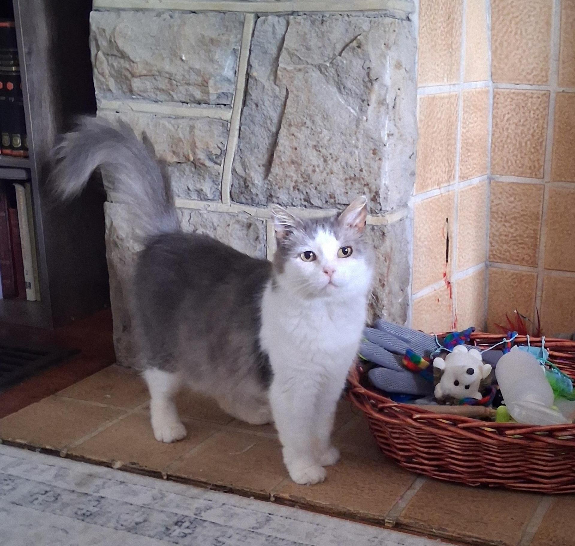 Enlarge Pearl, a ADOPTABLE Domestic Medium Hair in Pittsburgh, PA image 4/6