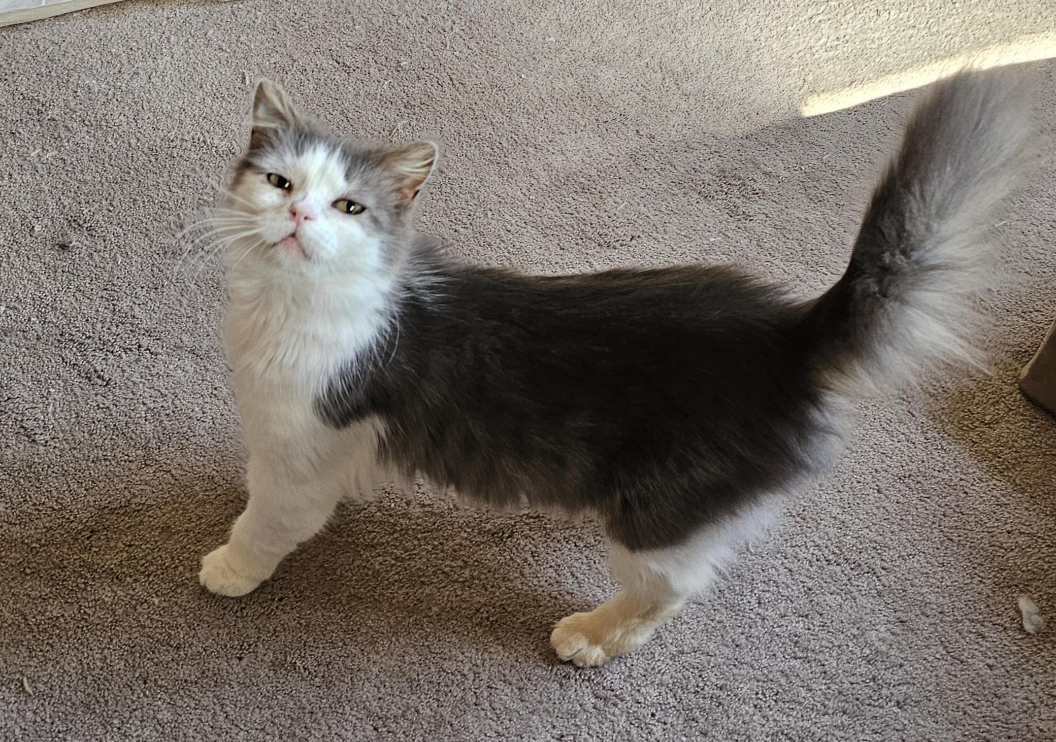 Enlarge Pearl, a ADOPTABLE Domestic Medium Hair in Pittsburgh, PA image 3/6