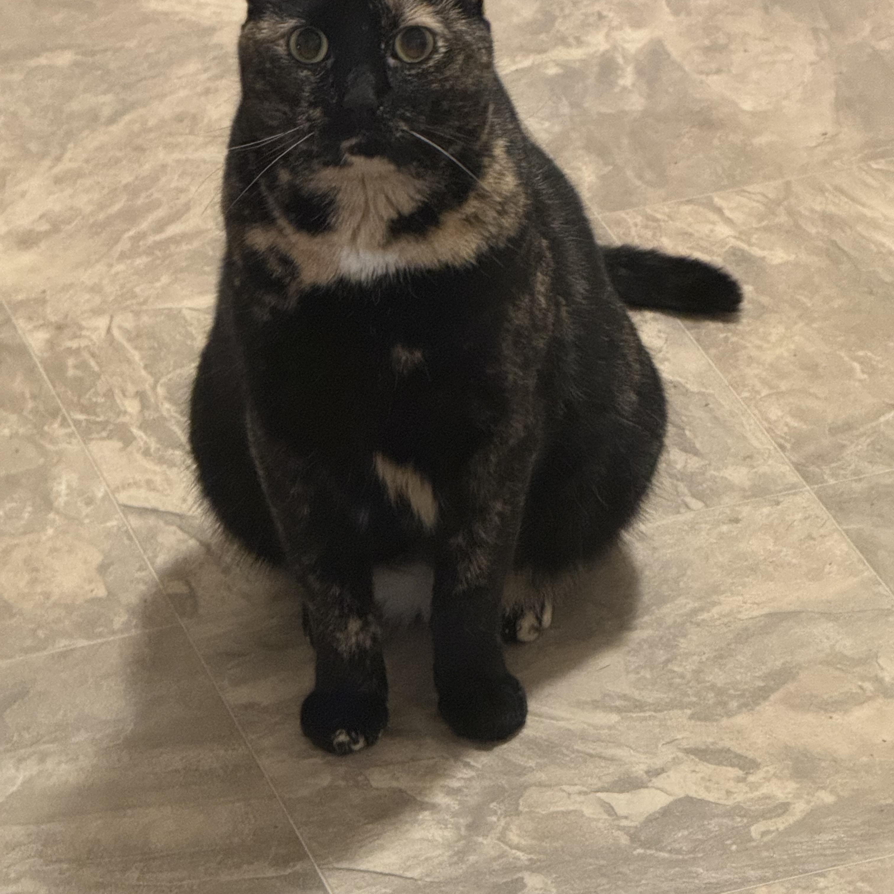 Enlarge Willow, a ADOPTABLE Domestic Short Hair in Manhattan, KS image 3/4