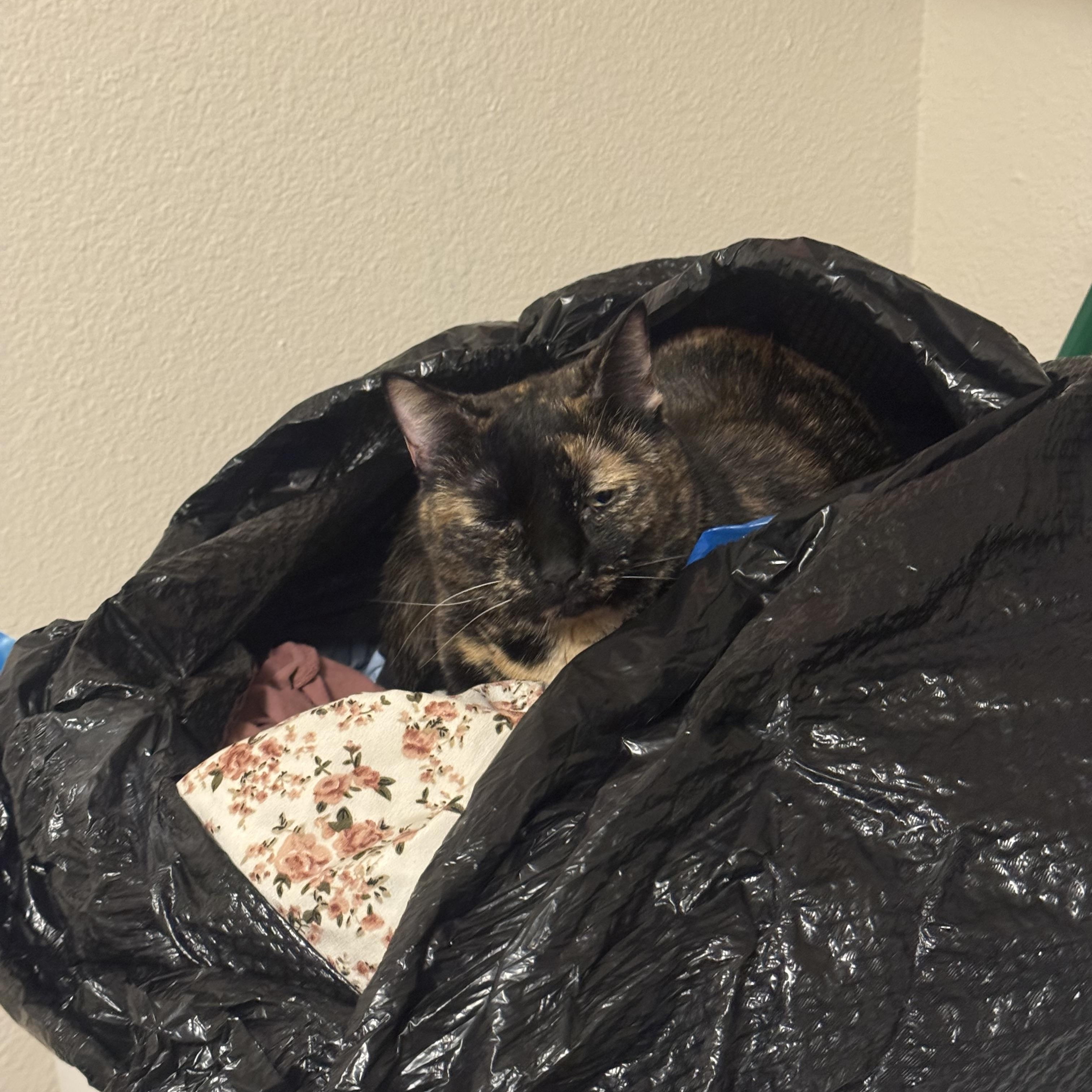 Enlarge Willow, a ADOPTABLE Domestic Short Hair in Manhattan, KS image 2/4