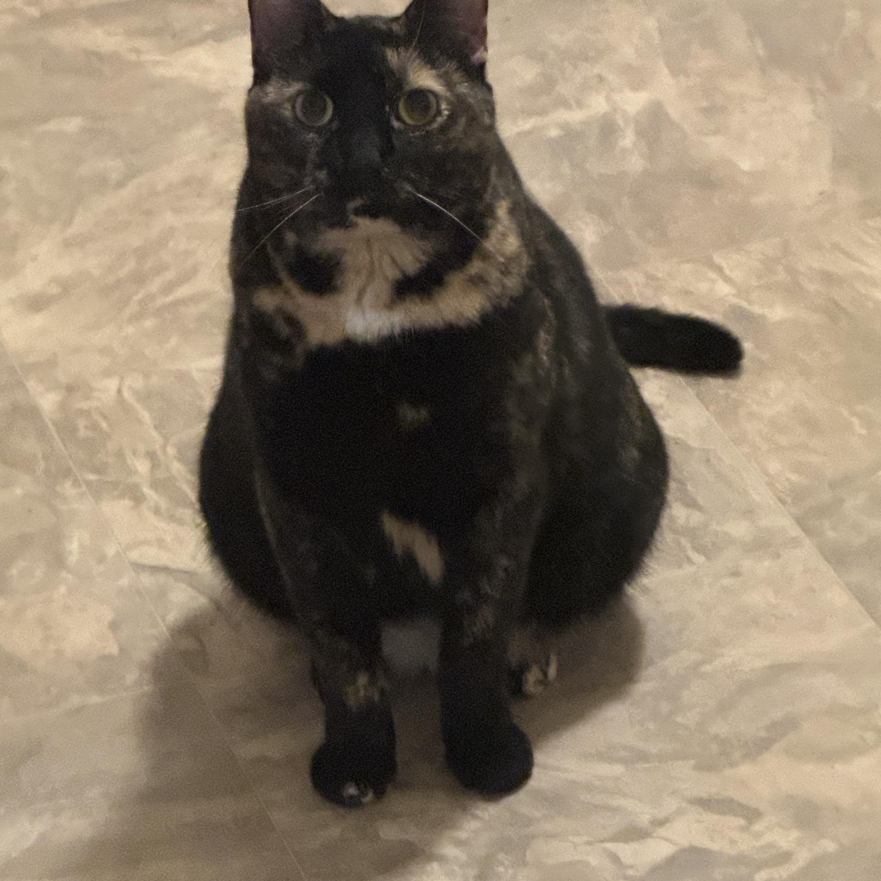 Willow, ADOPTABLE, Young Female Domestic Short Hair.