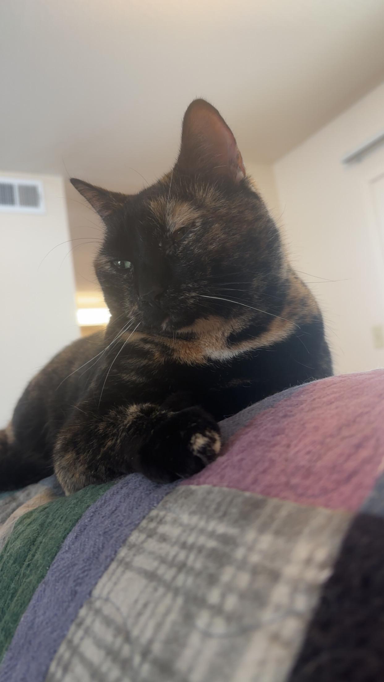 Enlarge Willow, a ADOPTABLE Domestic Short Hair in Manhattan, KS image 4/4