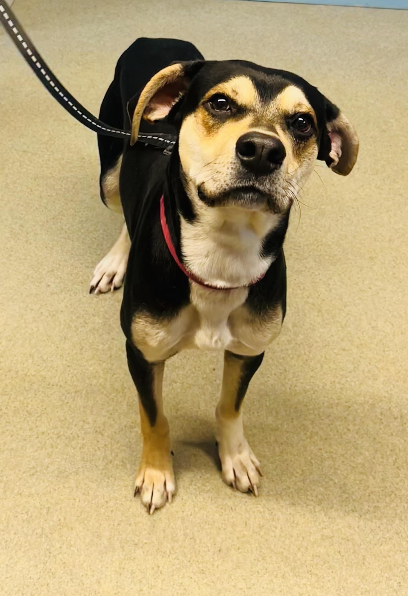 Enlarge Farkis, a Adoptable mixed breed in Sidney, NY image 1/1