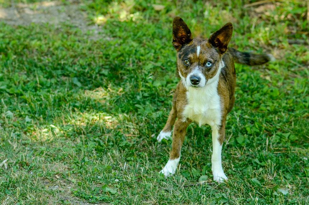 Waylon-pending, Adopted, Adult Male Chihuahua.