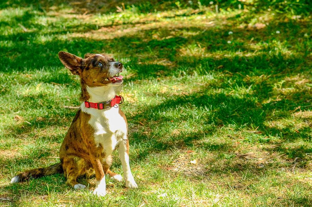 Waylon-pending, a Adopted Chihuahua in Brick, NJ image 2/3