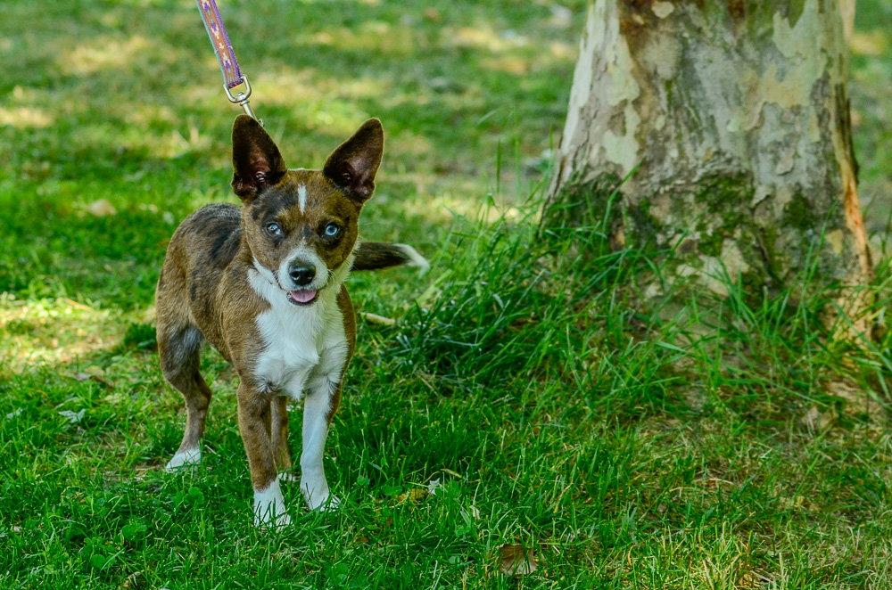 Waylon-pending, a Adopted Chihuahua in Brick, NJ image 3/3