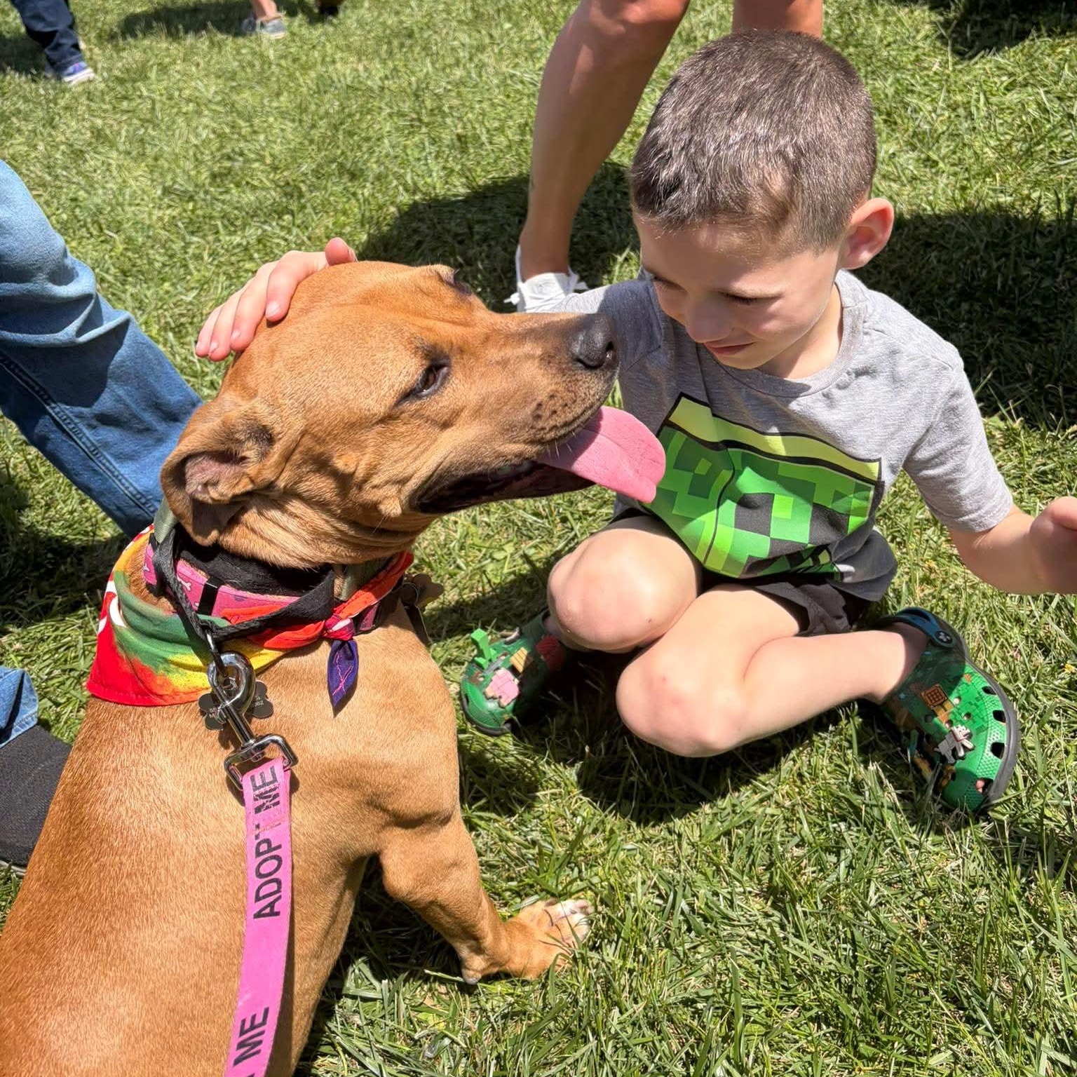 Enlarge Precious, an adoptable mixed breed in Bethlehem, PA image 6/6