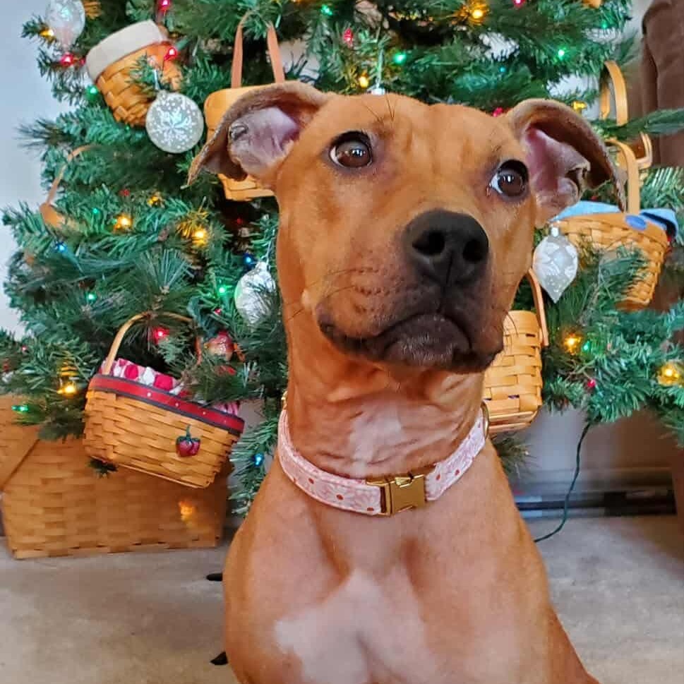 Enlarge Precious, a ADOPTABLE mixed breed in Bethlehem, PA image 5/6