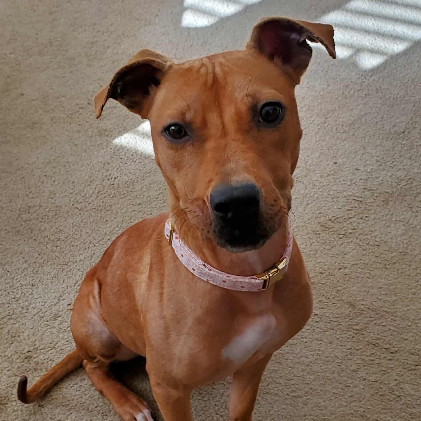 Enlarge Precious, a ADOPTABLE mixed breed in Bethlehem, PA image 4/6