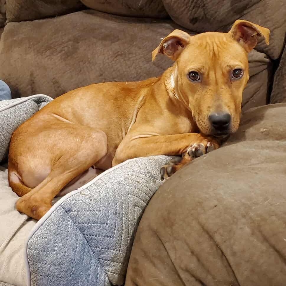 Enlarge Precious, a ADOPTABLE mixed breed in Bethlehem, PA image 3/6