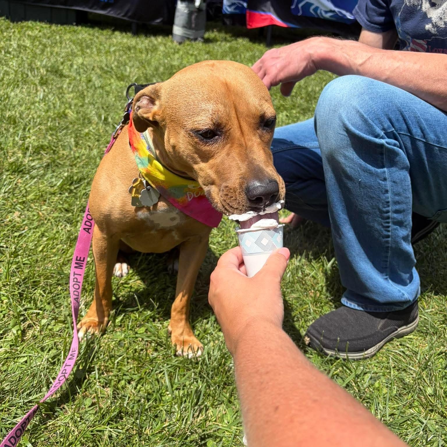 Enlarge Precious, an adoptable mixed breed in Bethlehem, PA image 4/6