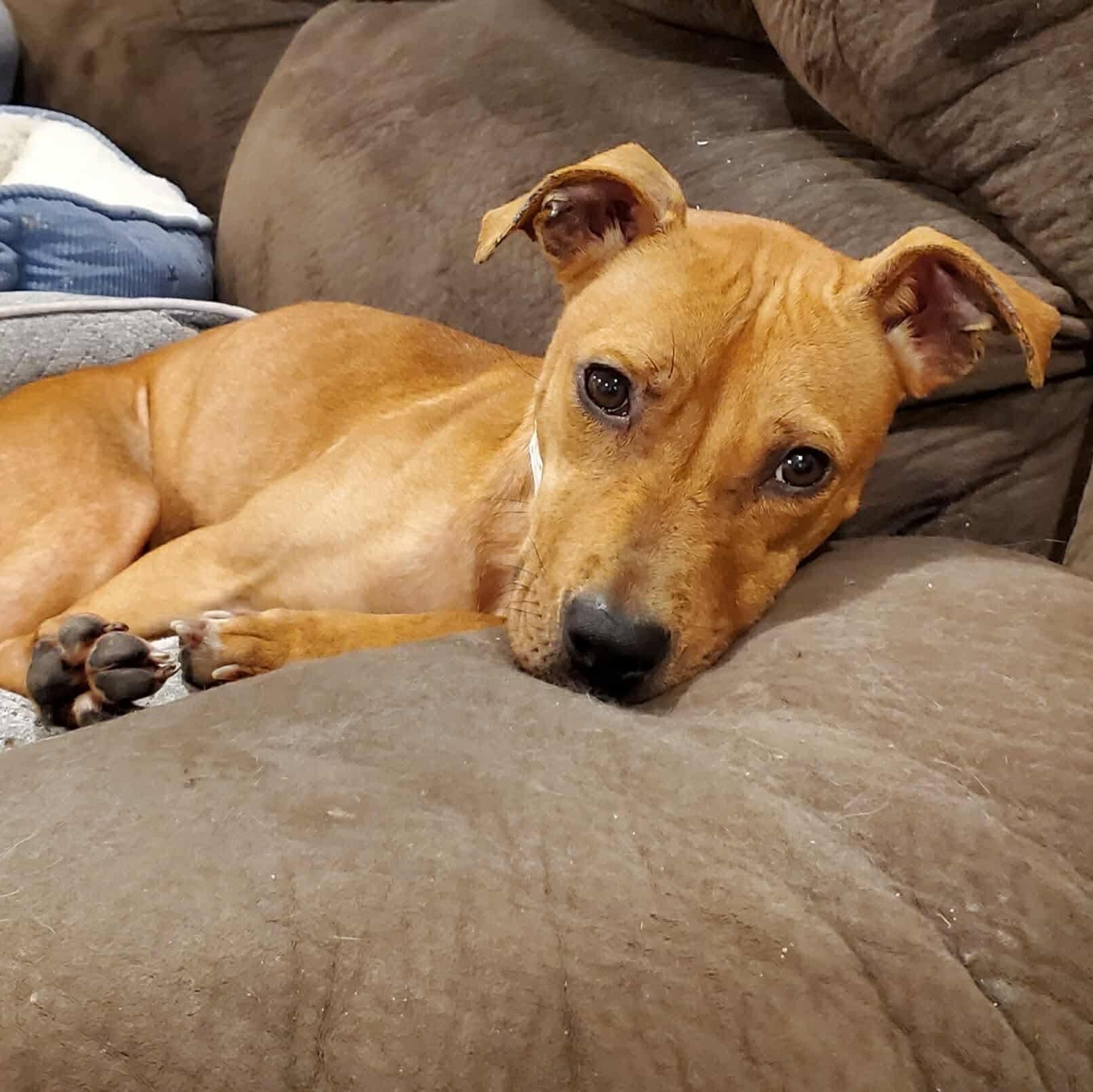 Precious, ADOPTABLE, Young Female Pit Bull Terrier & Hound.