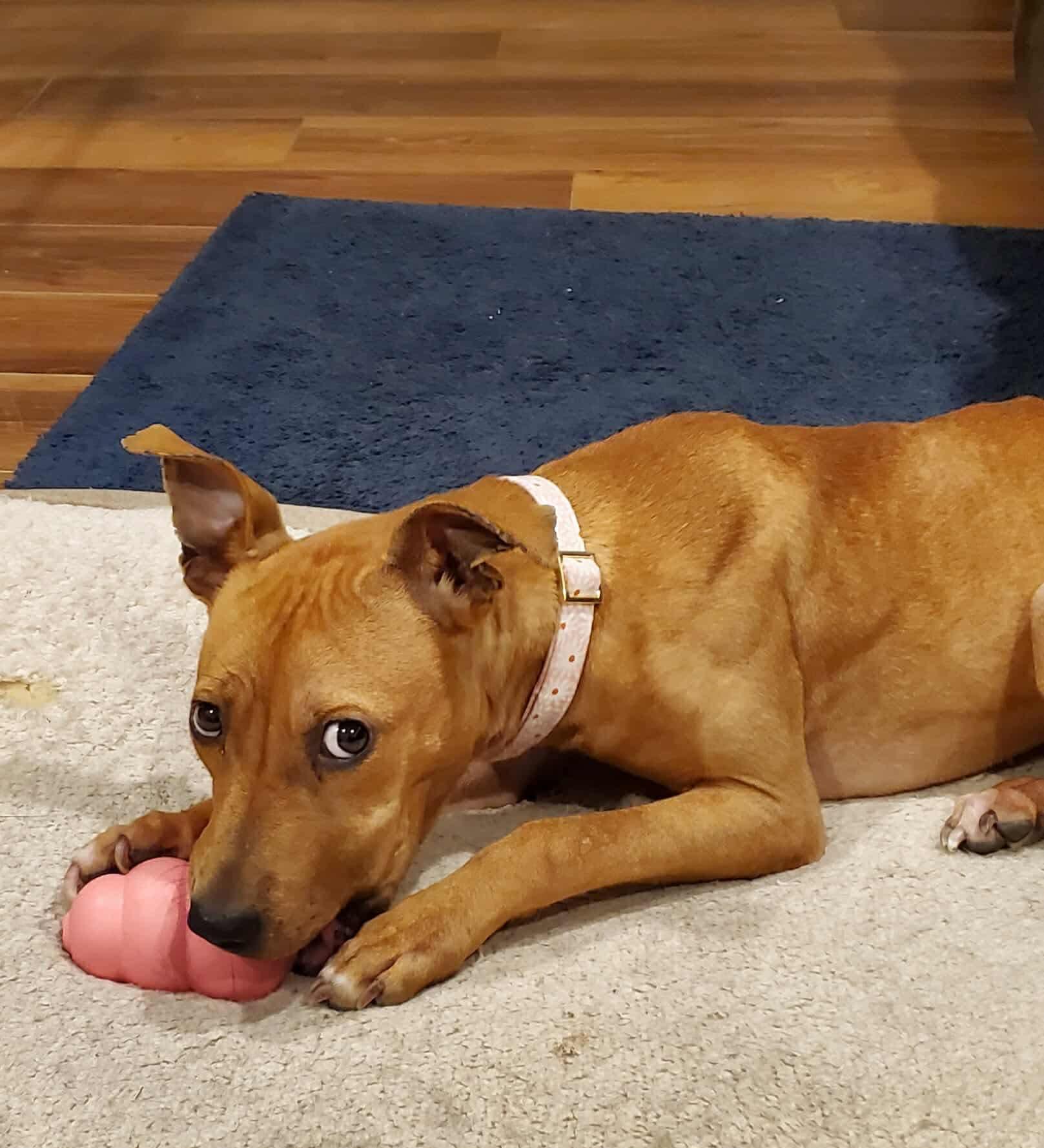 Enlarge Precious, a ADOPTABLE mixed breed in Bethlehem, PA image 5/6