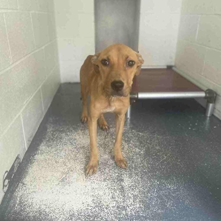 Enlarge Precious, a ADOPTABLE mixed breed in Bethlehem, PA image 2/6