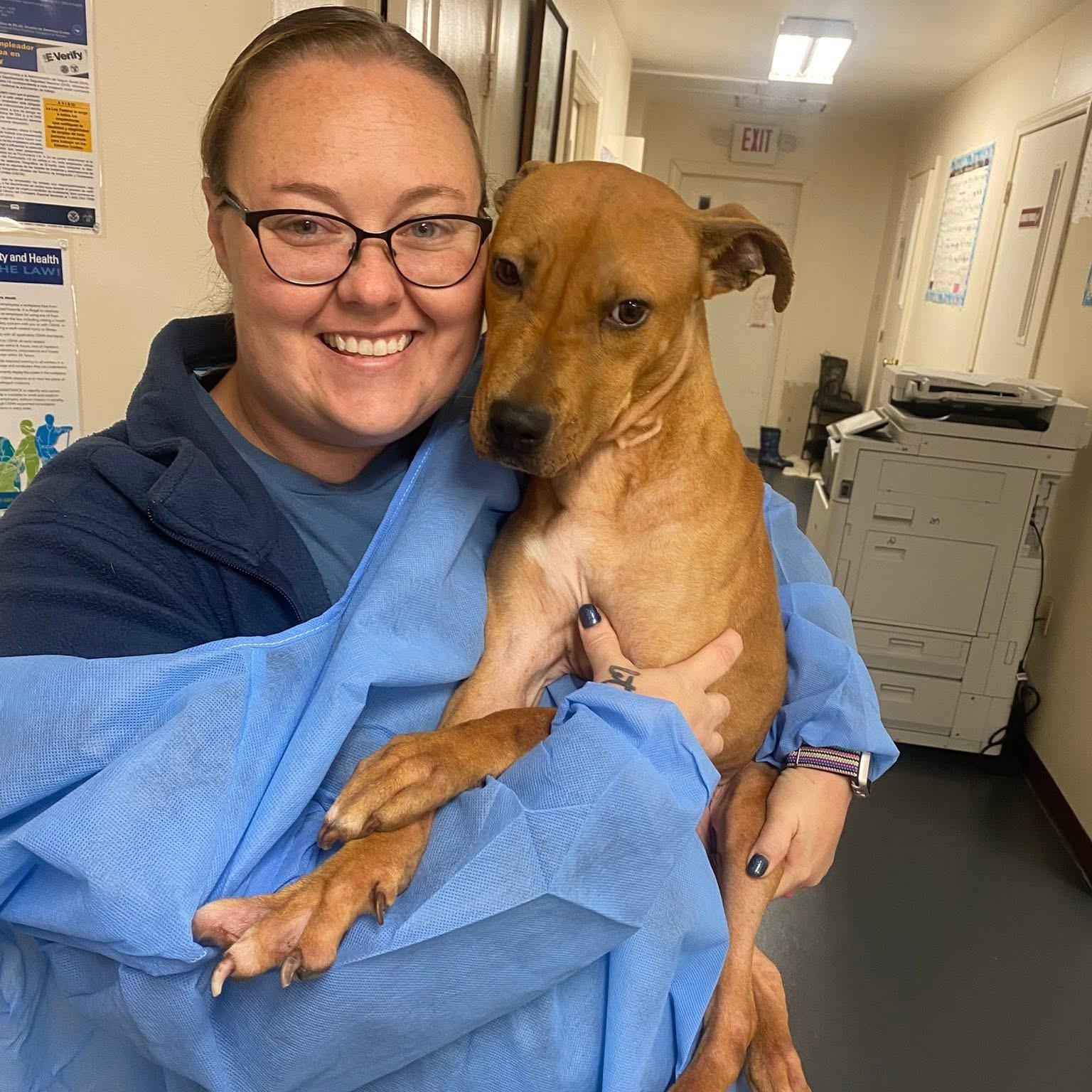 Enlarge Precious, a ADOPTABLE mixed breed in Bethlehem, PA image 4/6