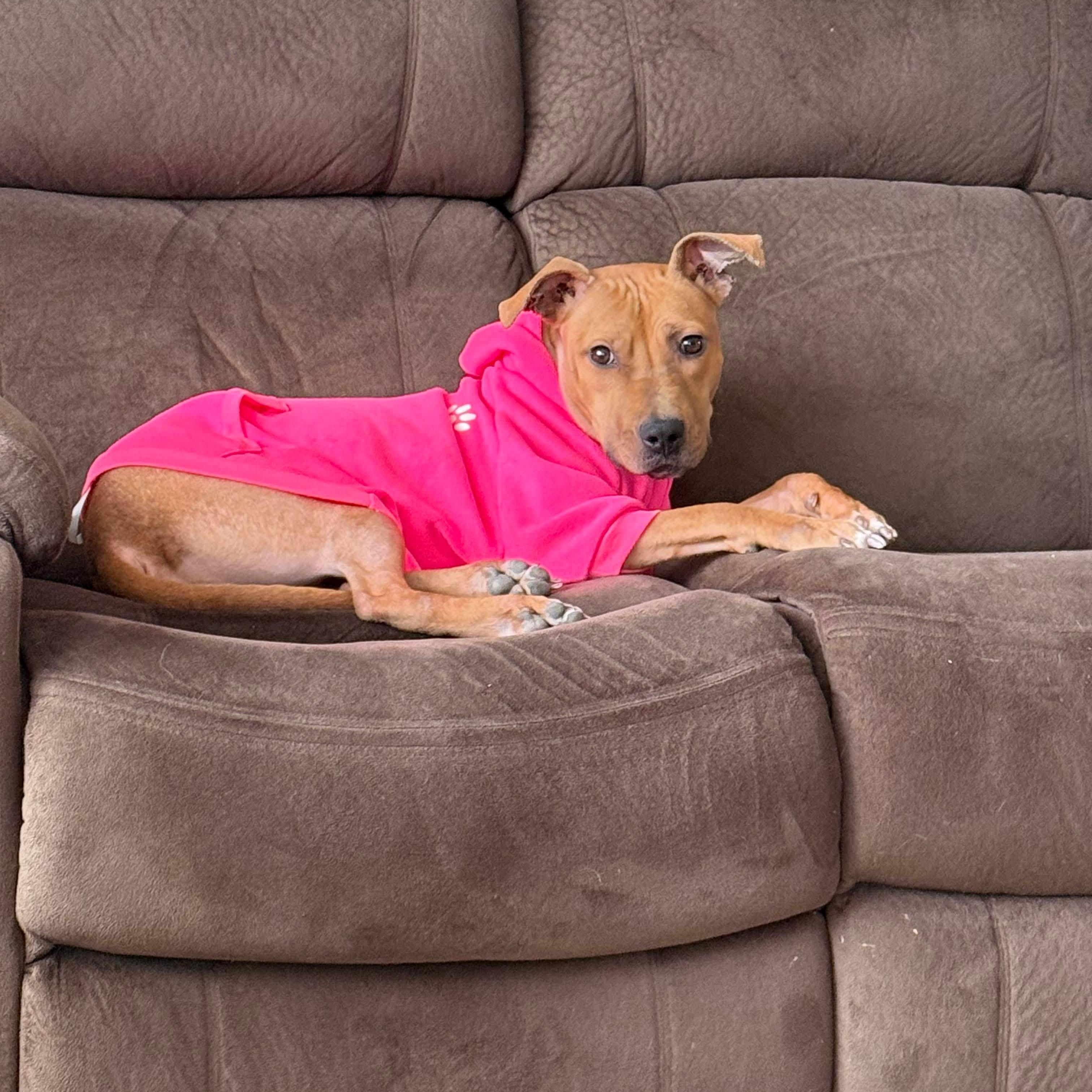 Enlarge Precious, a ADOPTABLE mixed breed in Bethlehem, PA image 6/6