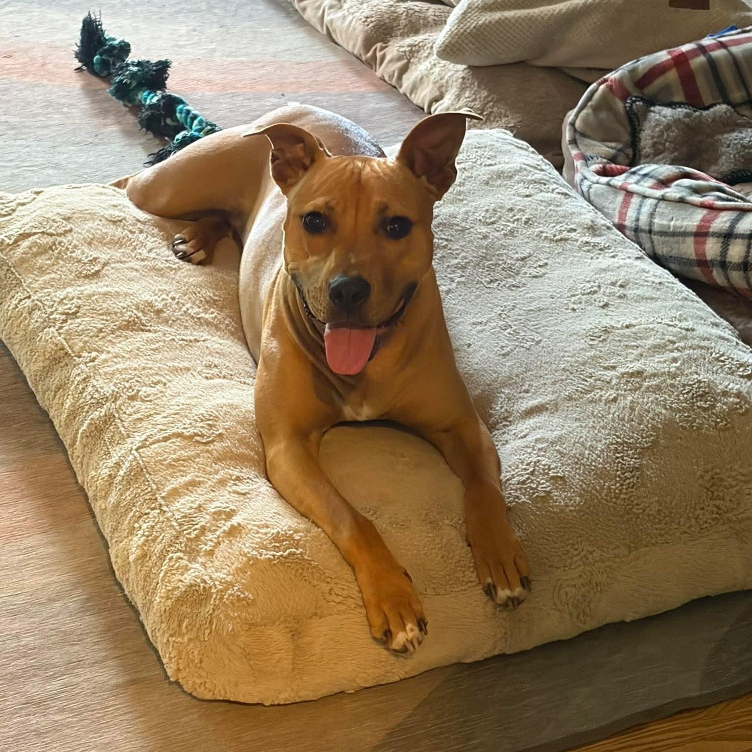 Enlarge Precious, an adoptable mixed breed in Bethlehem, PA image 5/6