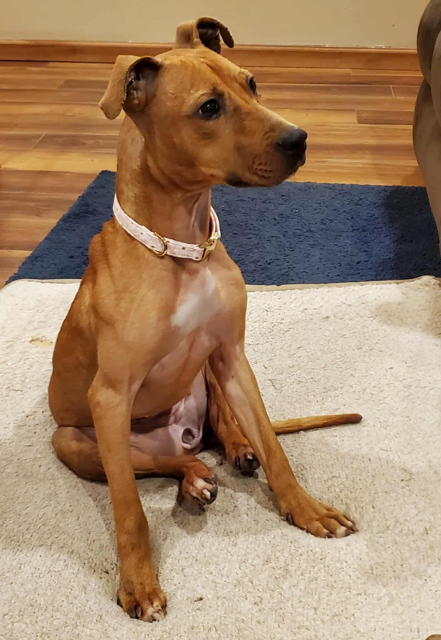 Enlarge Precious, a ADOPTABLE mixed breed in Bethlehem, PA image 6/6