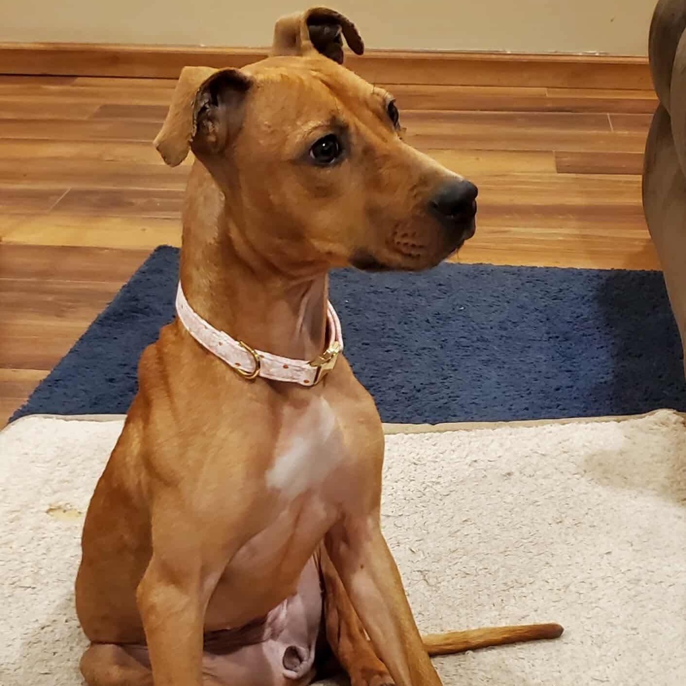 Enlarge Precious, a ADOPTABLE mixed breed in Bethlehem, PA image 3/6