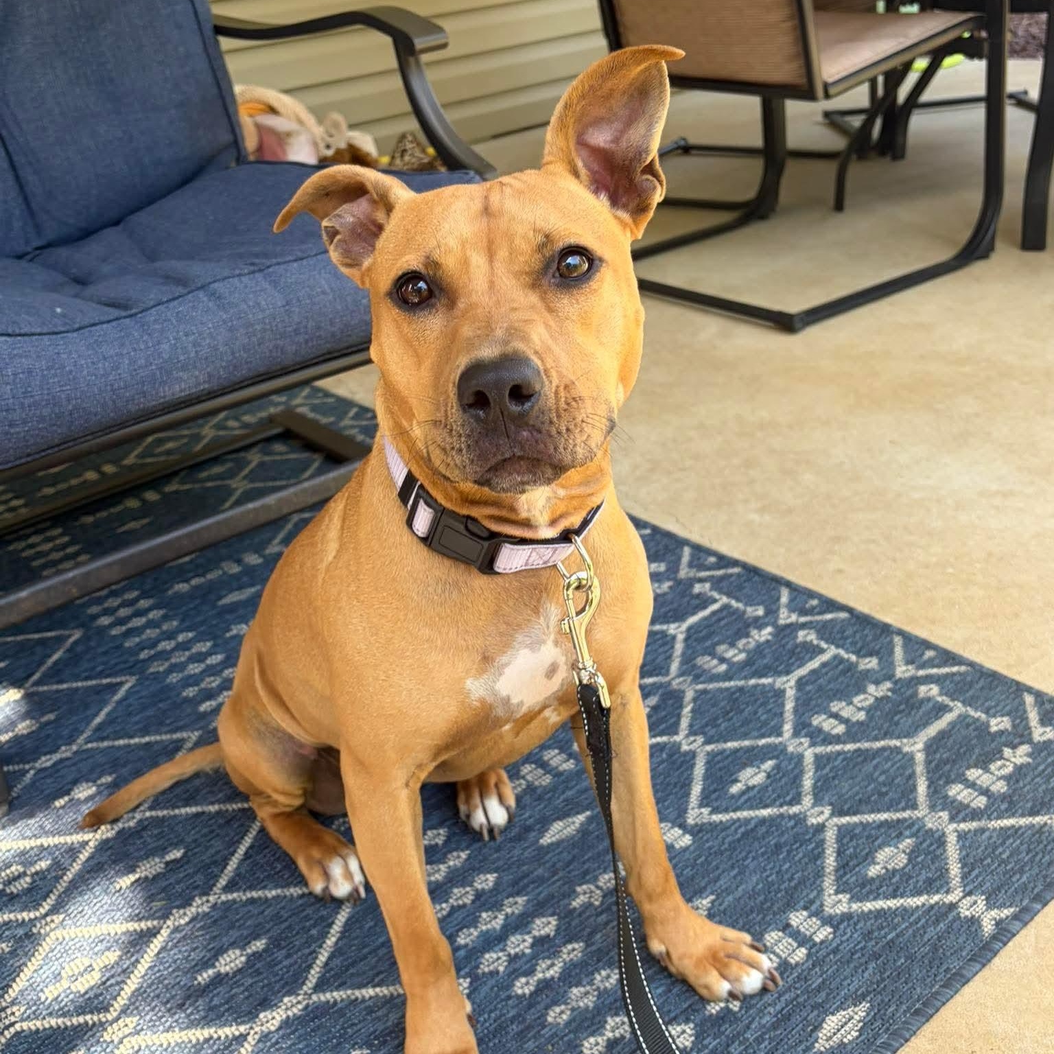 Precious, adoptable, Young Female Pit Bull Terrier & Labrador Retriever.