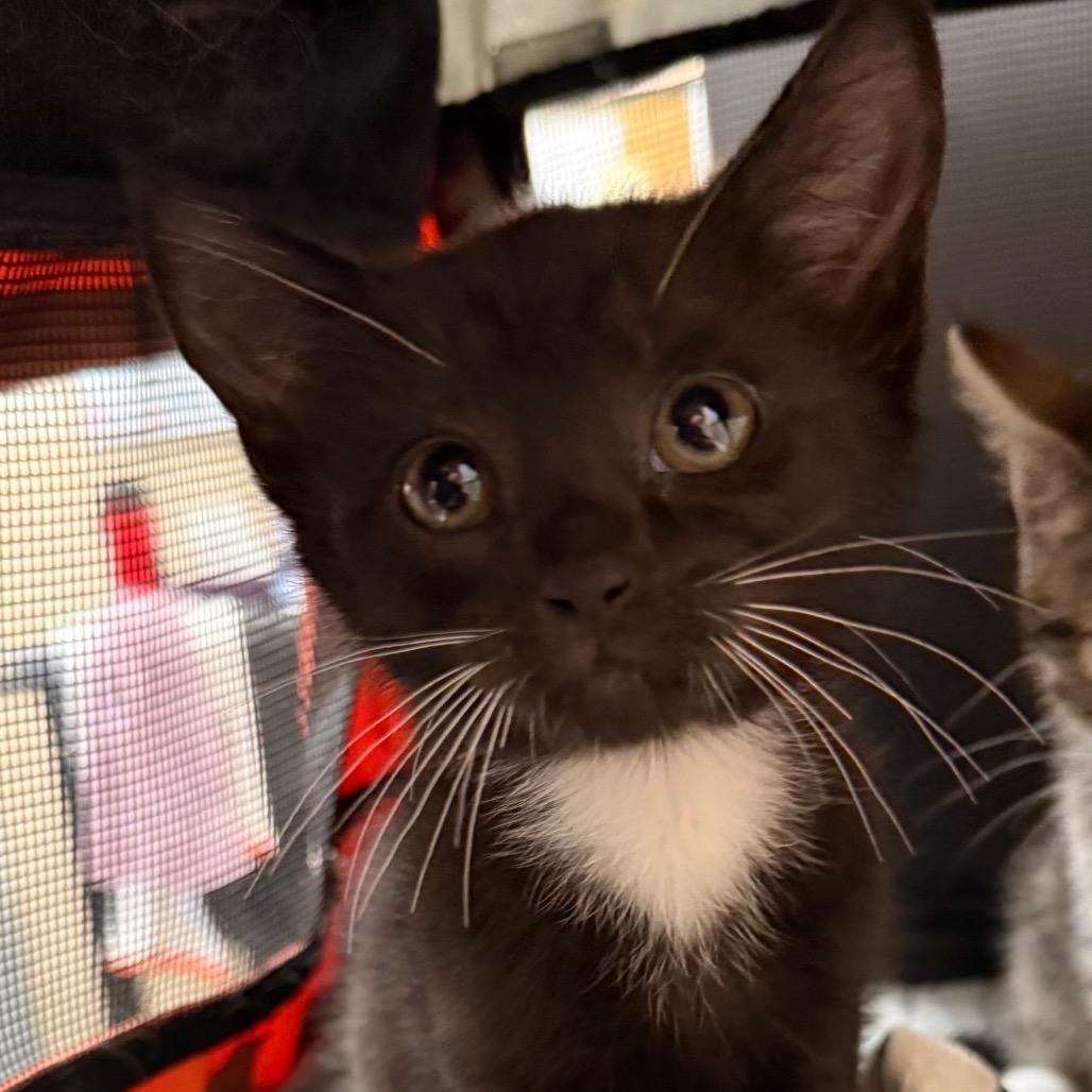 Enlarge Alfie, a Adoptable Domestic Short Hair in Troy, VA image 1/2