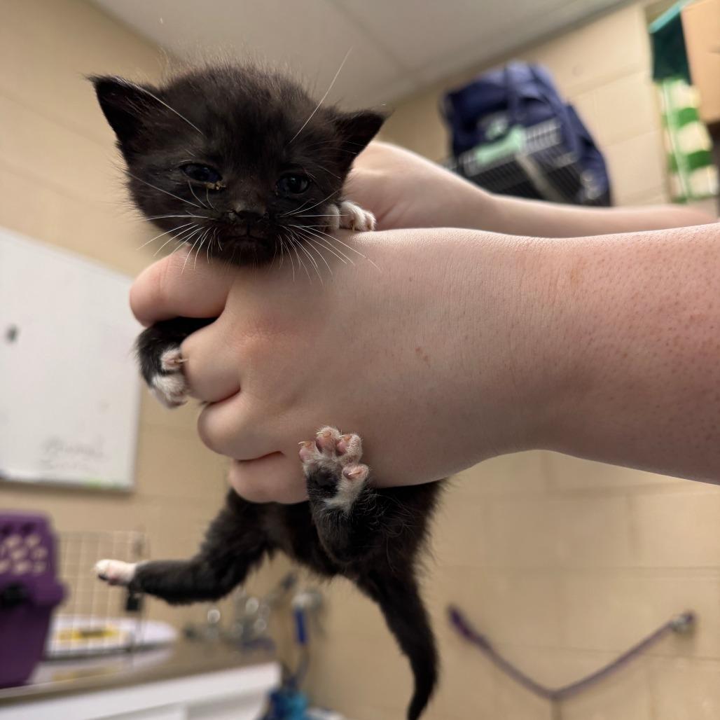 Enlarge Alfie, a Adoptable Domestic Short Hair in Troy, VA image 2/2