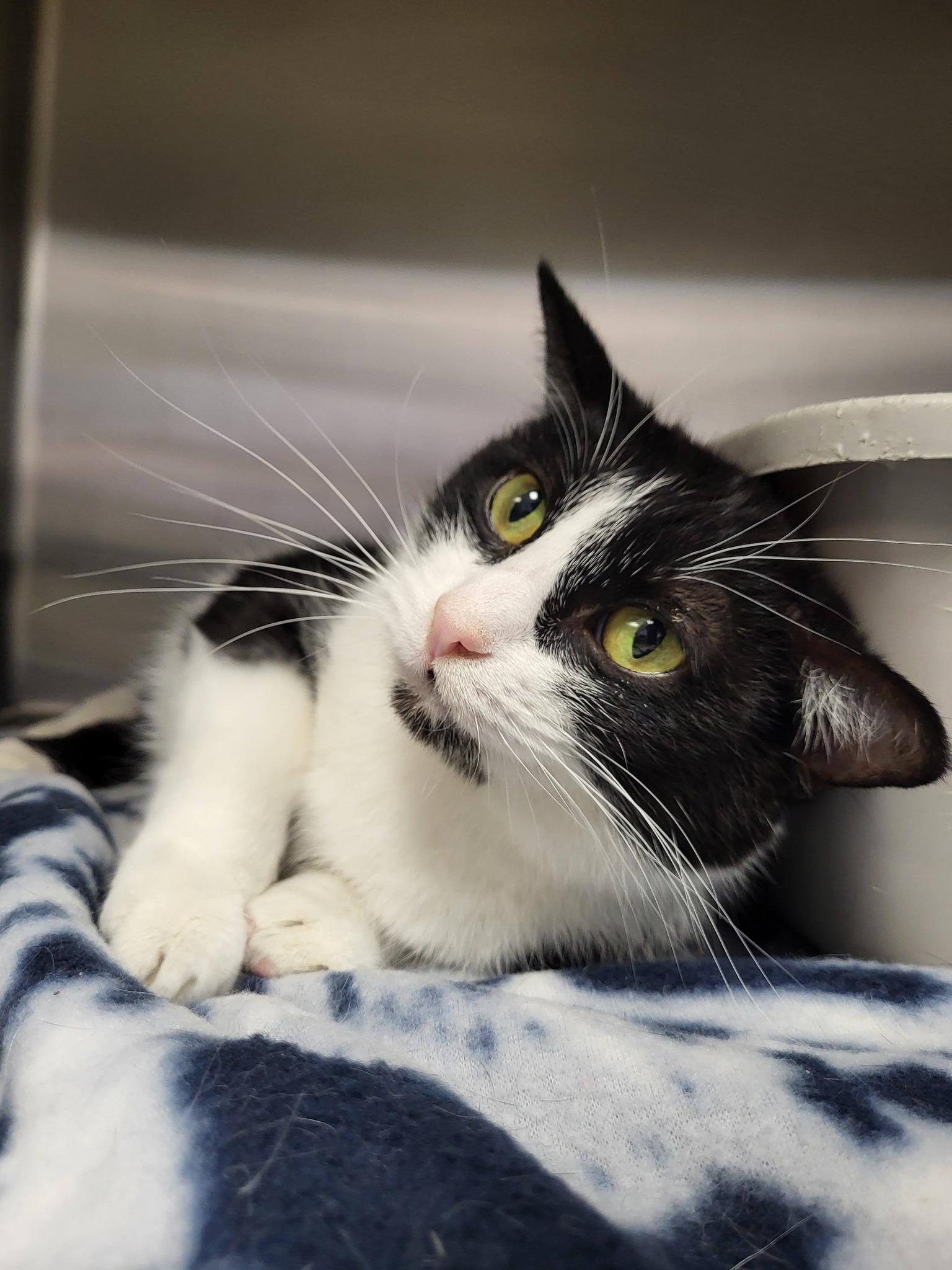 Jewelweed, a ADOPTABLE Domestic Short Hair in Chilton, WI image 2/6