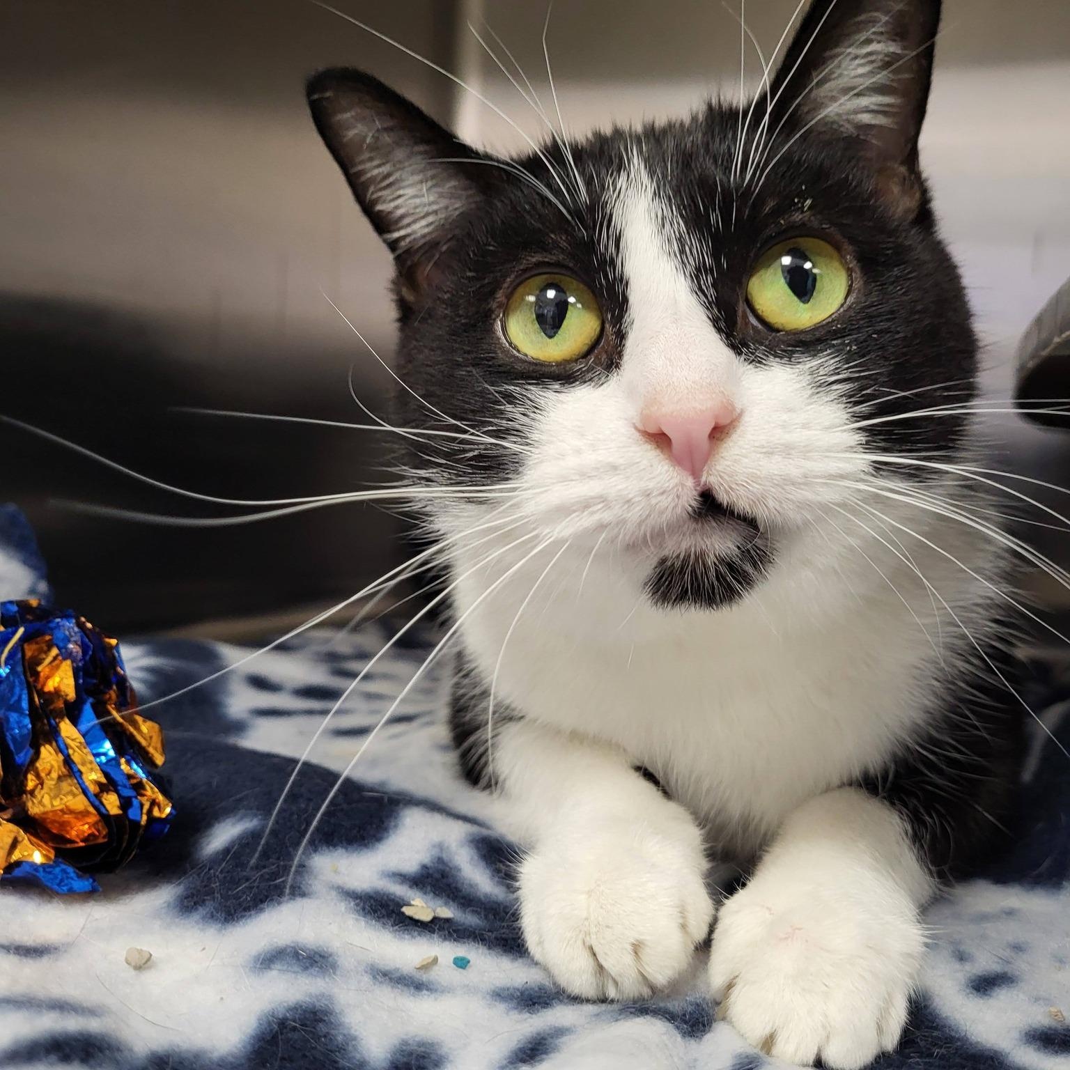 Jewelweed, ADOPTABLE, Adult Female Domestic Short Hair.