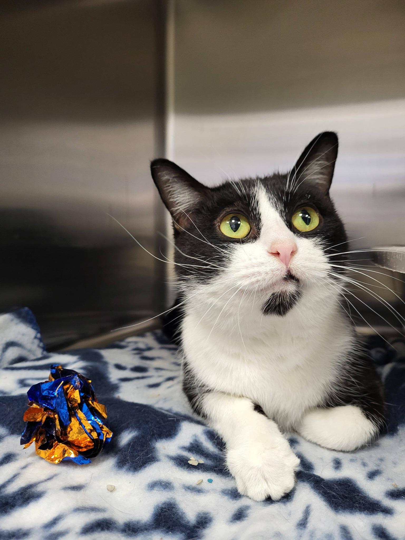 Jewelweed, a ADOPTABLE Domestic Short Hair in Chilton, WI image 5/6