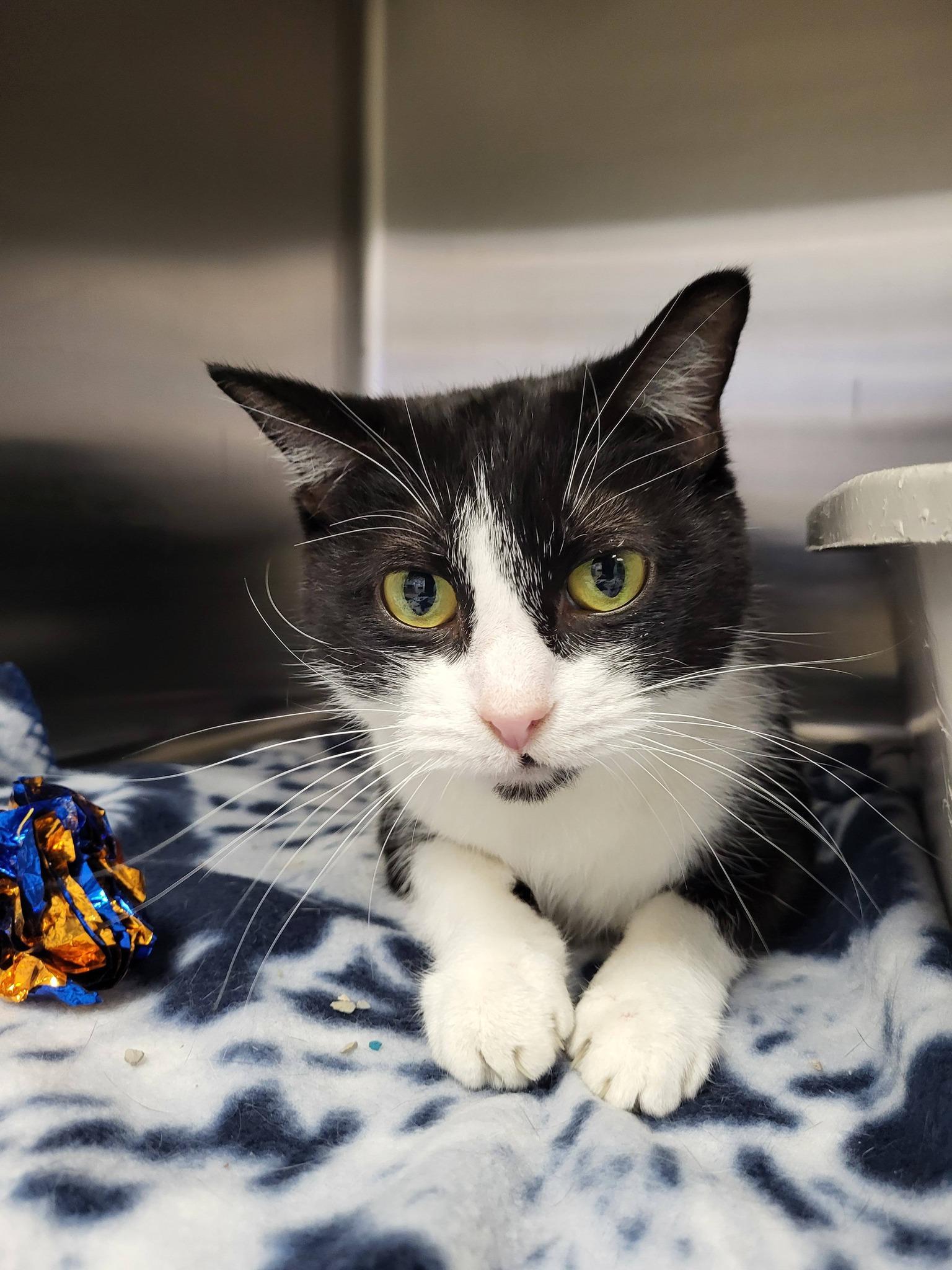 Jewelweed, a ADOPTABLE Domestic Short Hair in Chilton, WI image 4/6