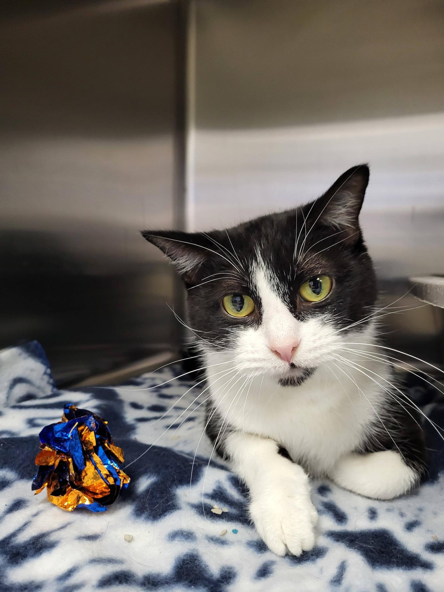 Jewelweed, a ADOPTABLE Domestic Short Hair in Chilton, WI image 6/6