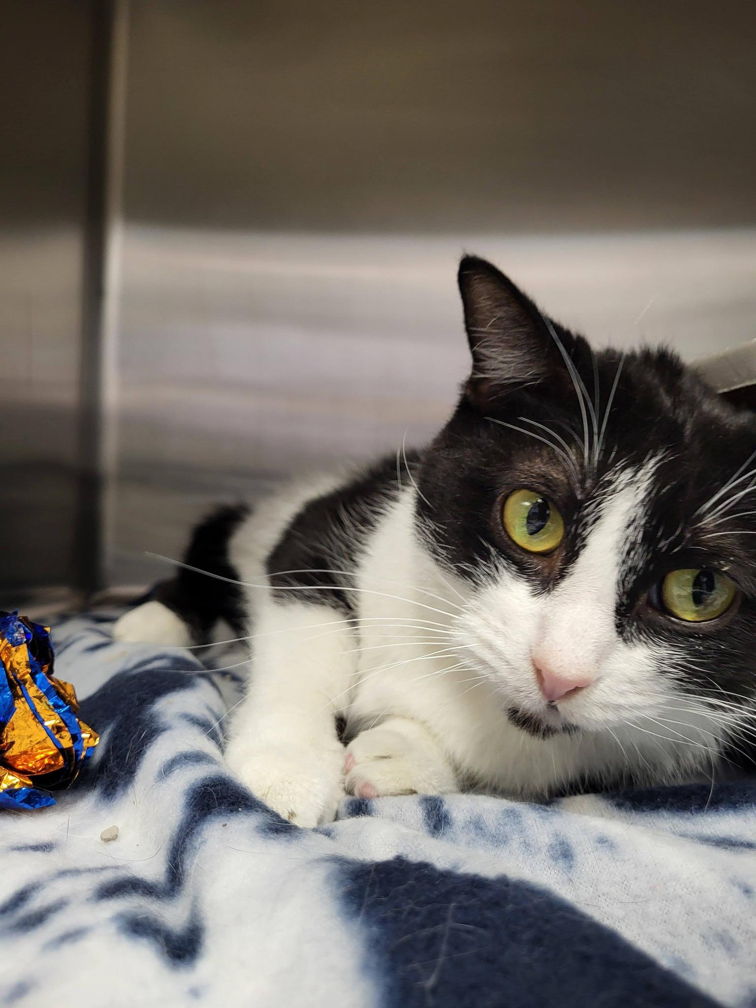 Jewelweed, a ADOPTABLE Domestic Short Hair in Chilton, WI image 3/6