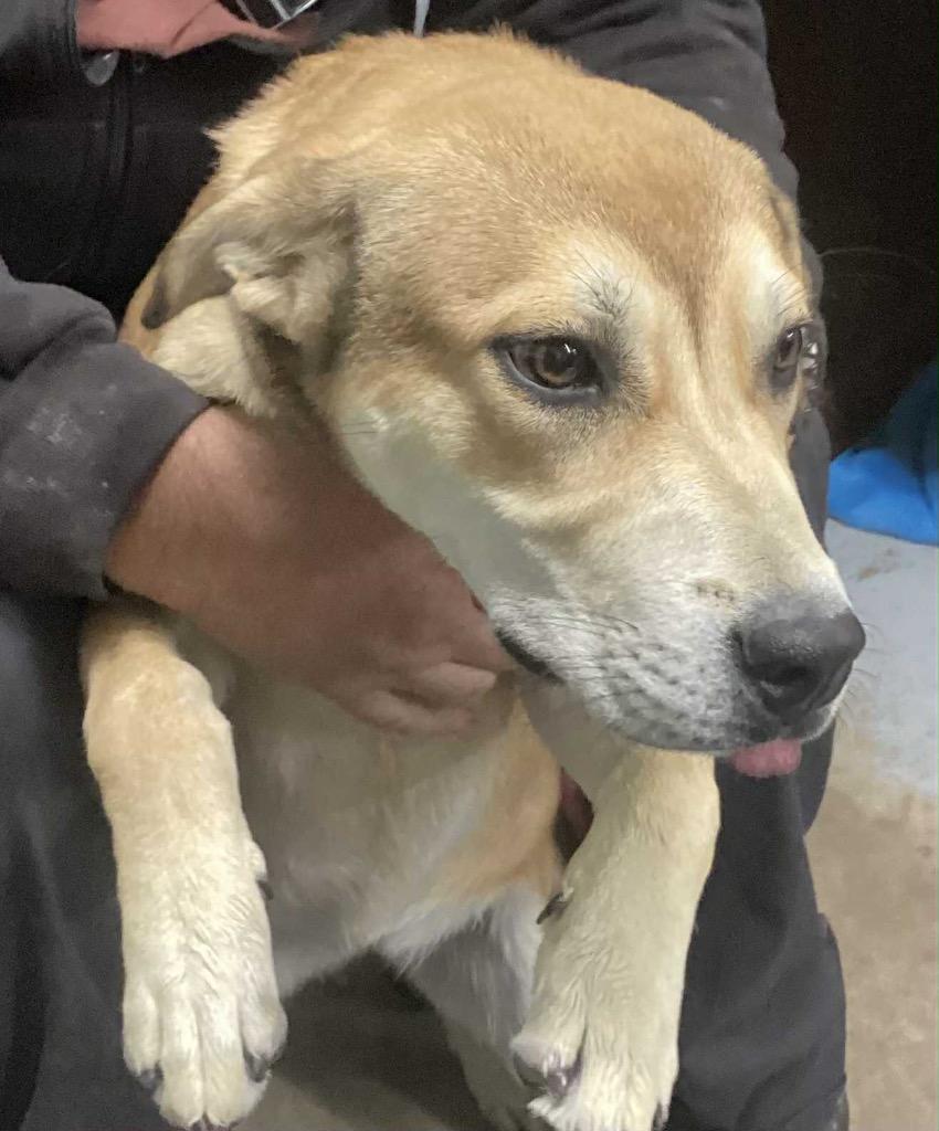 Kacie, Adoptable, Young Female Mixed Breed.