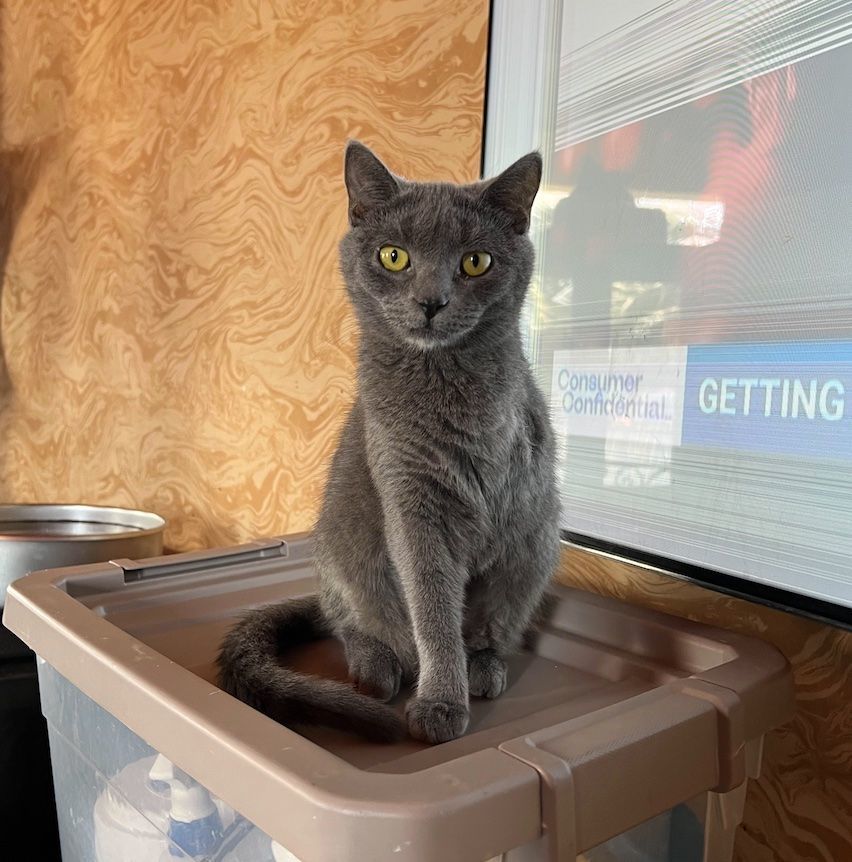 Tarot, a Adoptable Domestic Short Hair in Davie, FL image 1/9