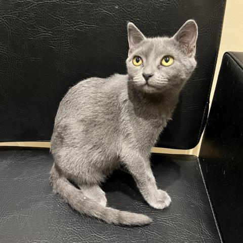 Tarot, a Adoptable Domestic Short Hair in Davie, FL image 2/9