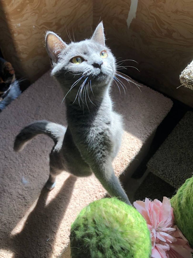 Tarot, a Adoptable Domestic Short Hair in Davie, FL image 3/9