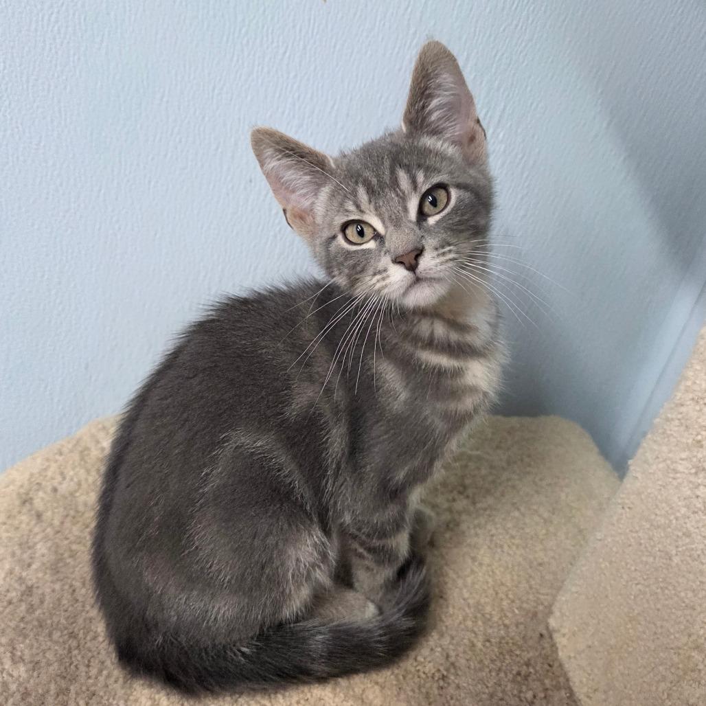 Donahue, Adoptable, Kitten Male Domestic Short Hair.