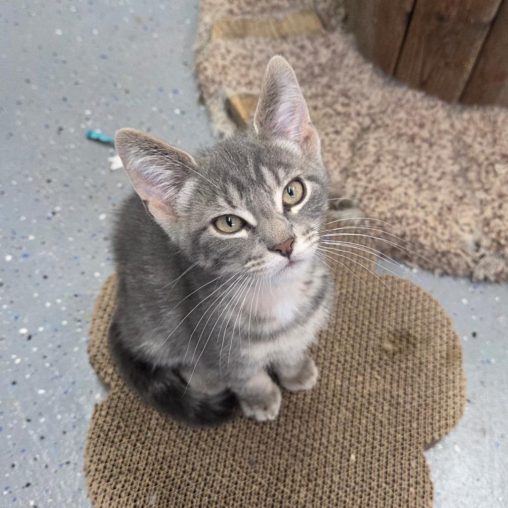 Enlarge Donahue, a Adoptable Domestic Short Hair in Pontiac, IL image 2/6