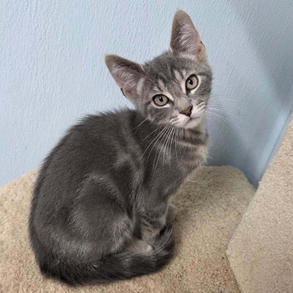 Enlarge Donahue, a Adoptable Domestic Short Hair in Pontiac, IL image 3/6