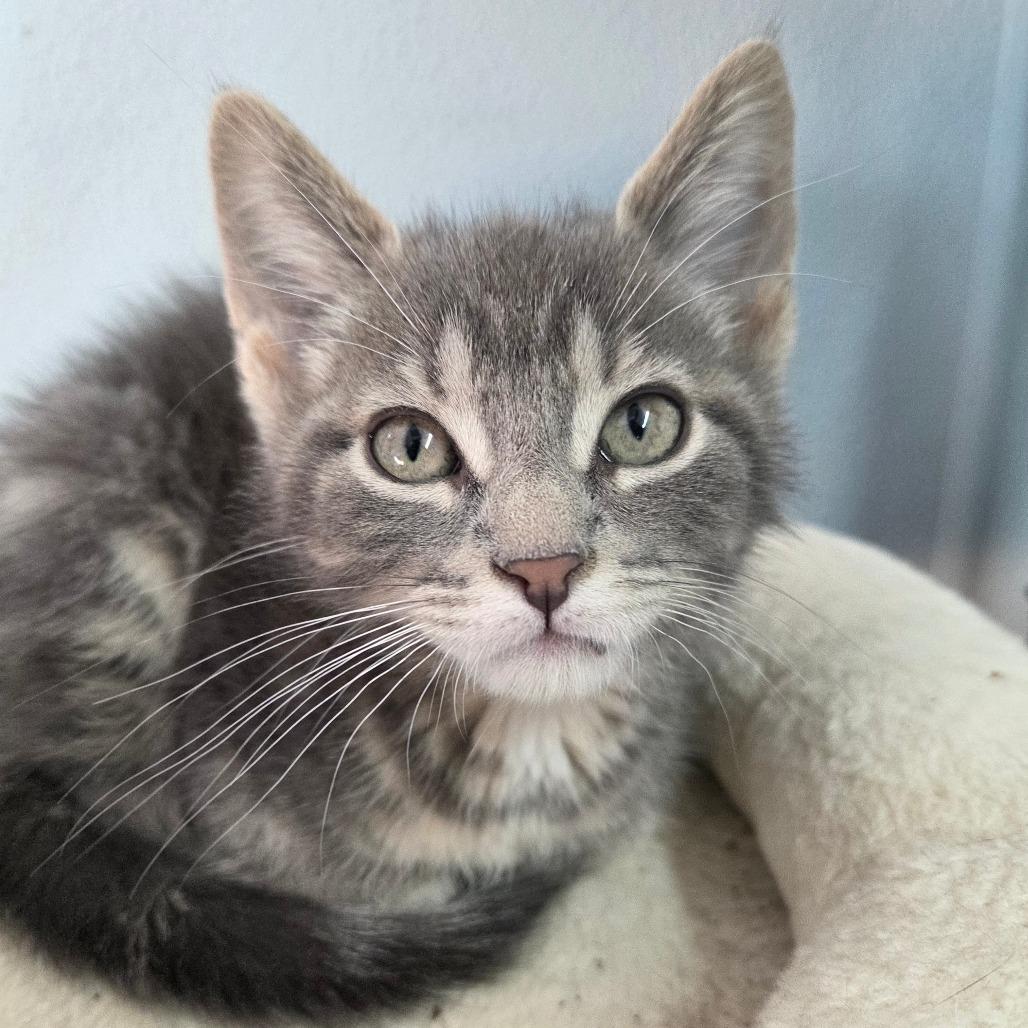 Enlarge Donahue, a Adoptable Domestic Short Hair in Pontiac, IL image 4/6