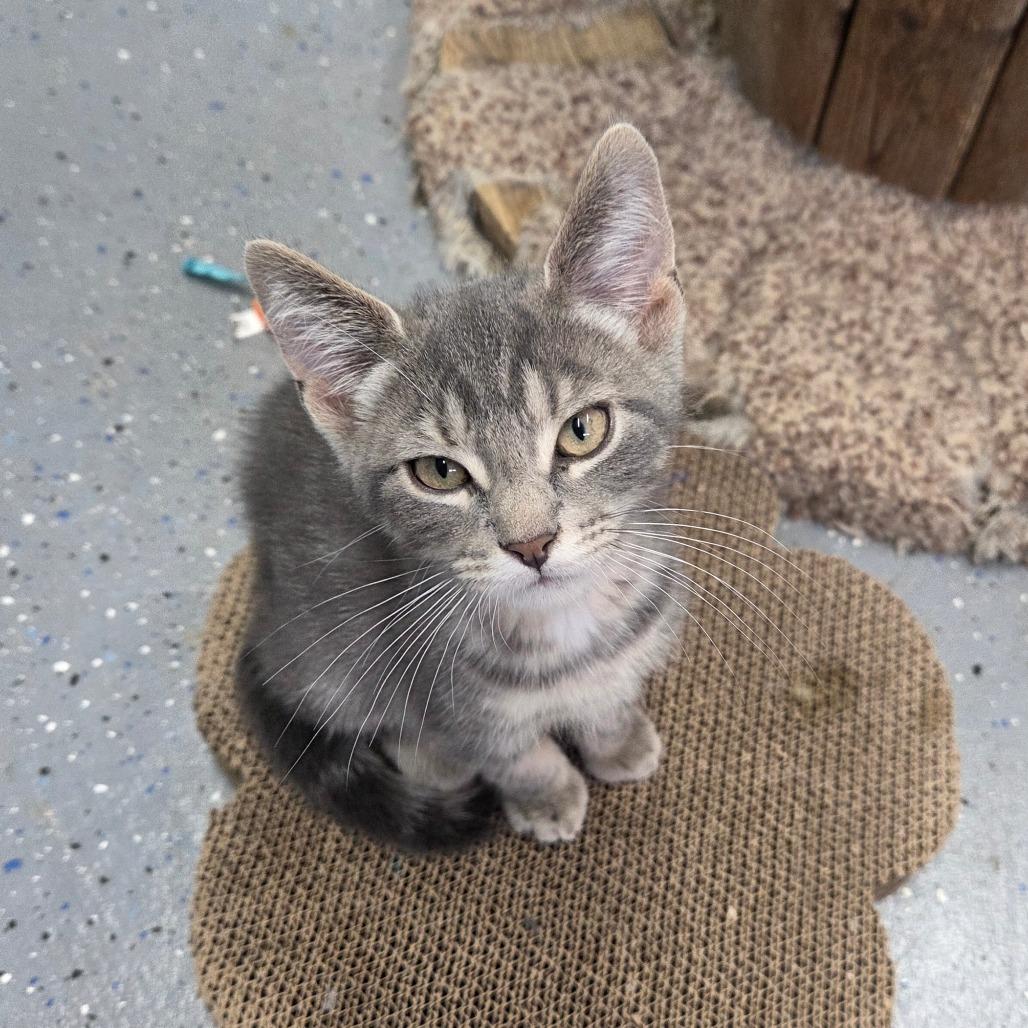 Enlarge Donahue, a Adoptable Domestic Short Hair in Pontiac, IL image 5/6