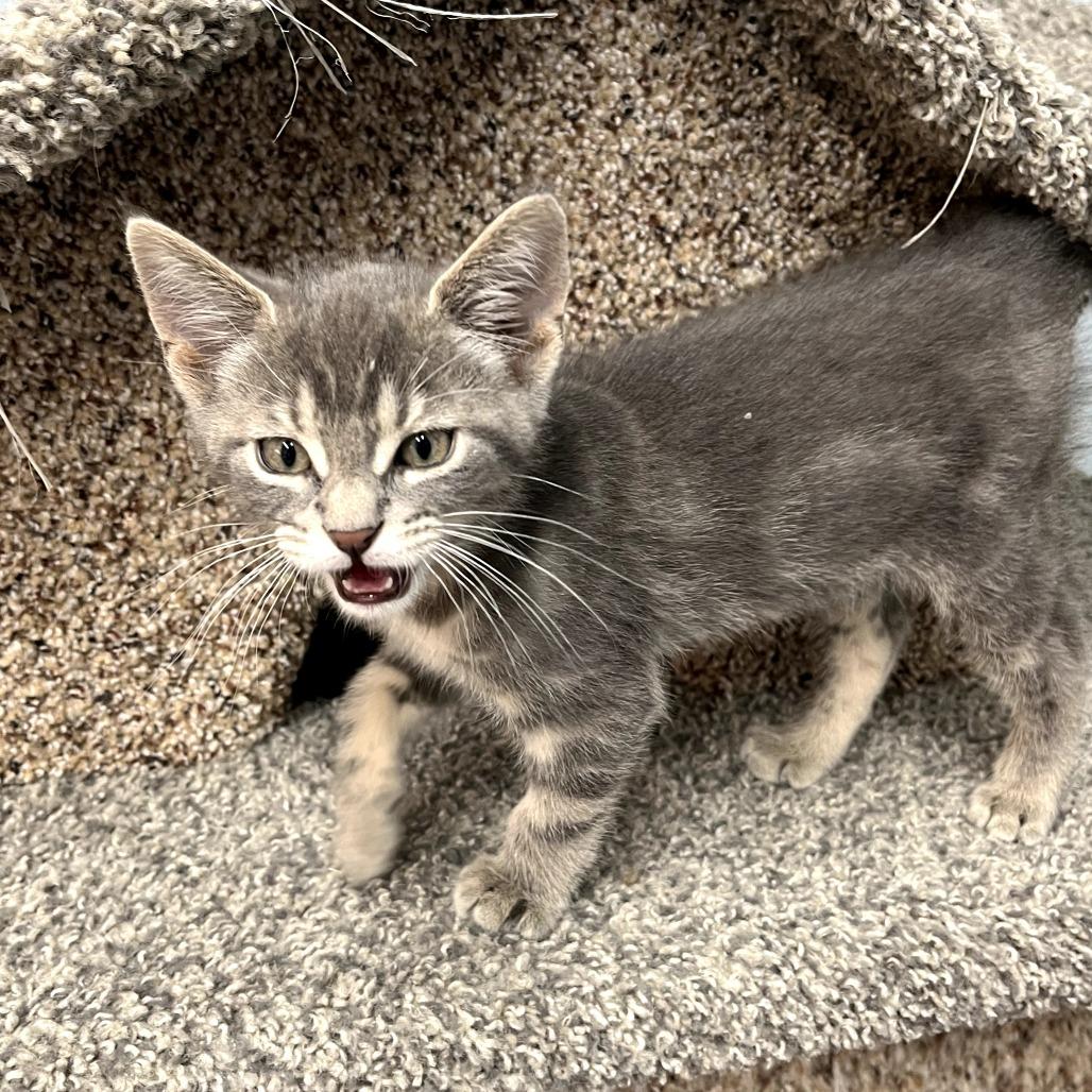Enlarge Donahue, a Adoptable Domestic Short Hair in Pontiac, IL image 6/6