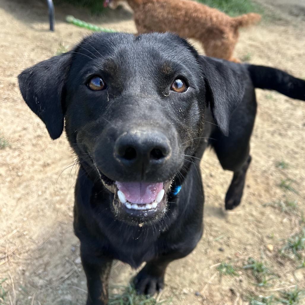 Buddy, Adoptable, Young Male Labrador Retriever & Cardigan Welsh Corgi.