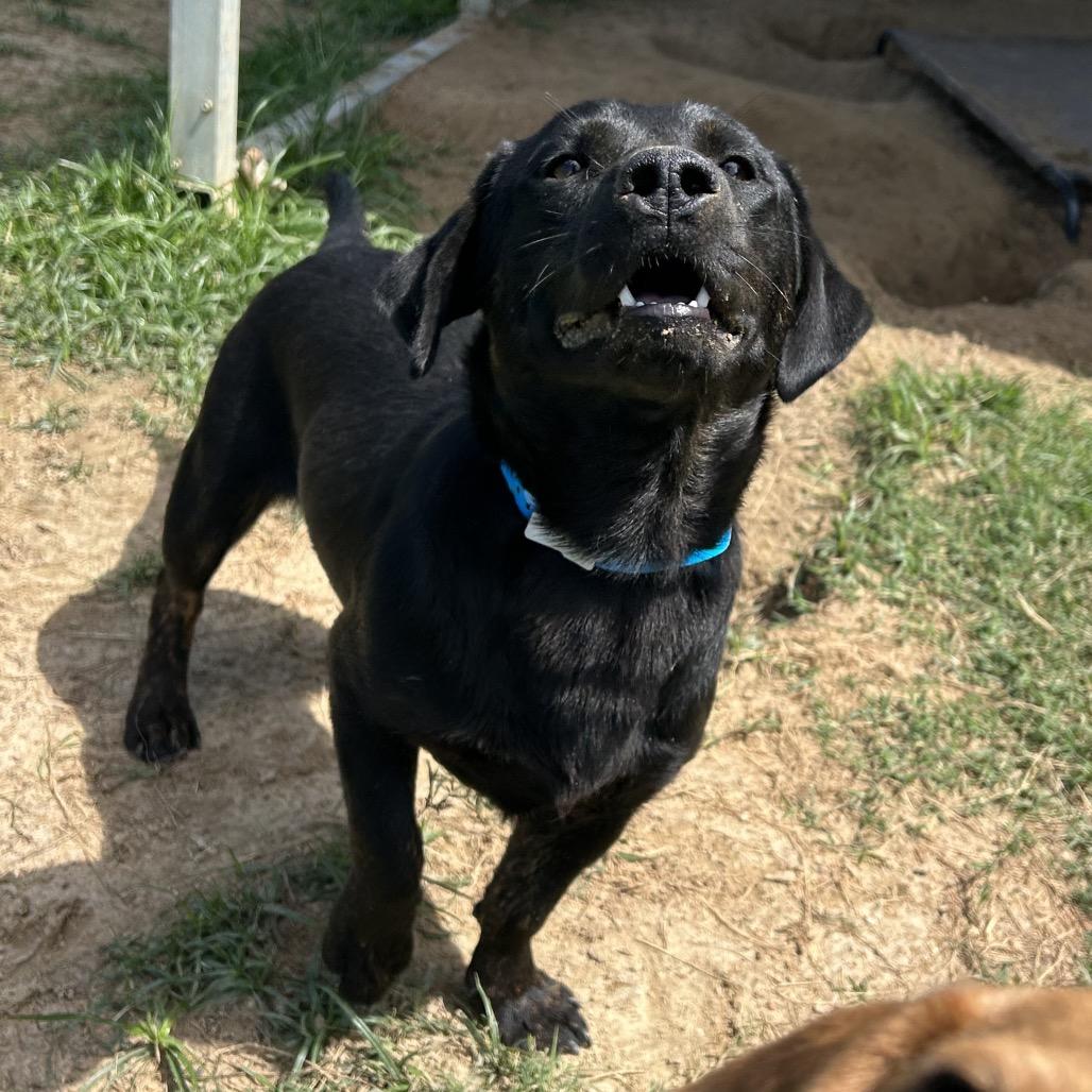 Buddy, a Adoptable mixed breed in West Point, MS image 3/6