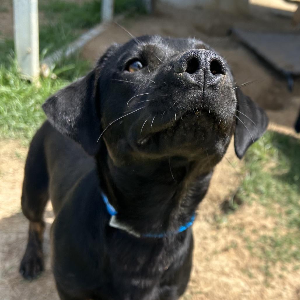 Buddy, a Adoptable mixed breed in West Point, MS image 4/6