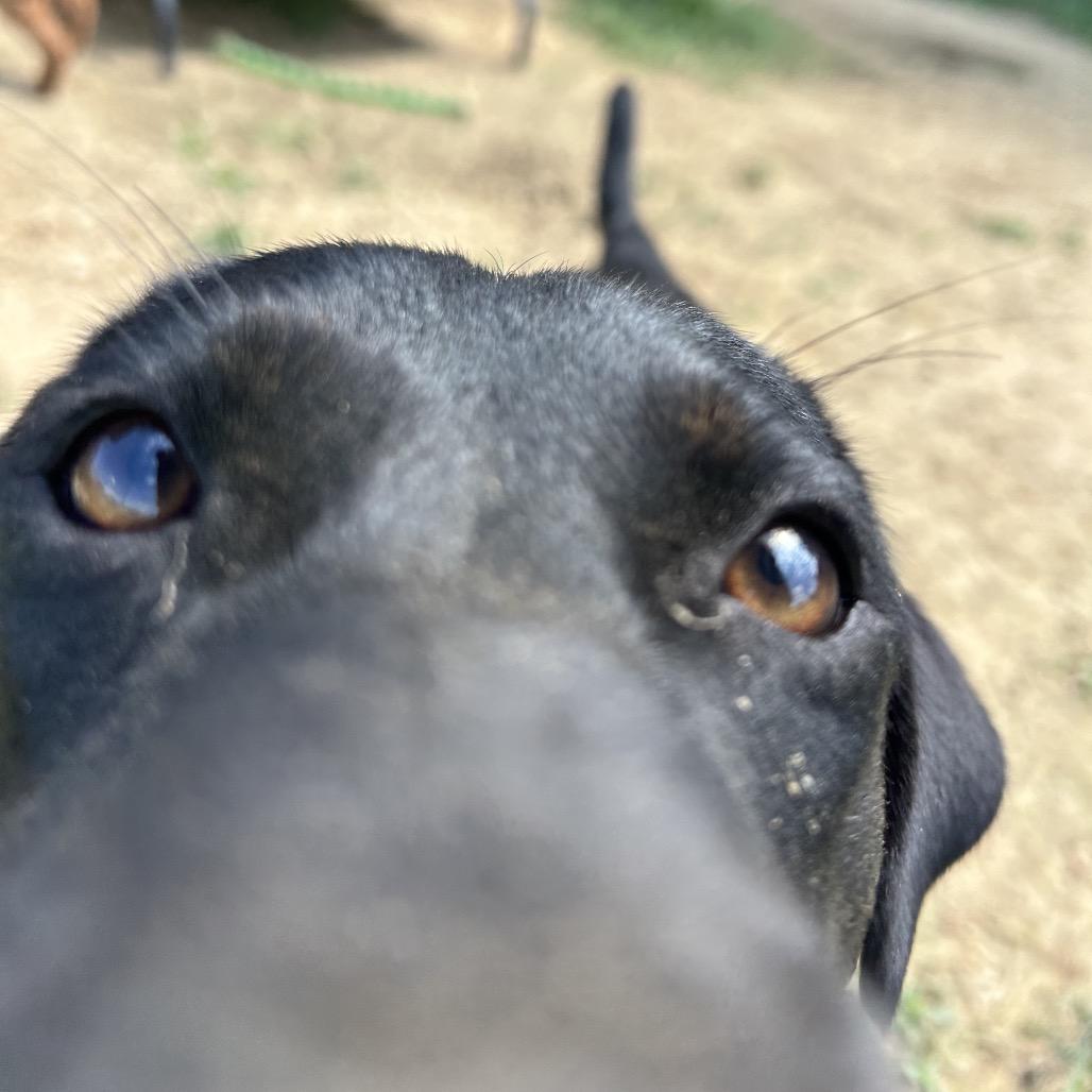 Buddy, a Adoptable mixed breed in West Point, MS image 5/6