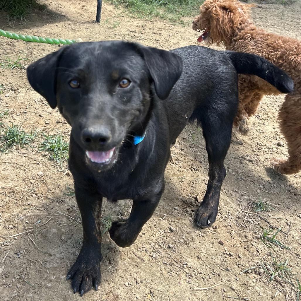 Buddy, a Adoptable mixed breed in West Point, MS image 6/6