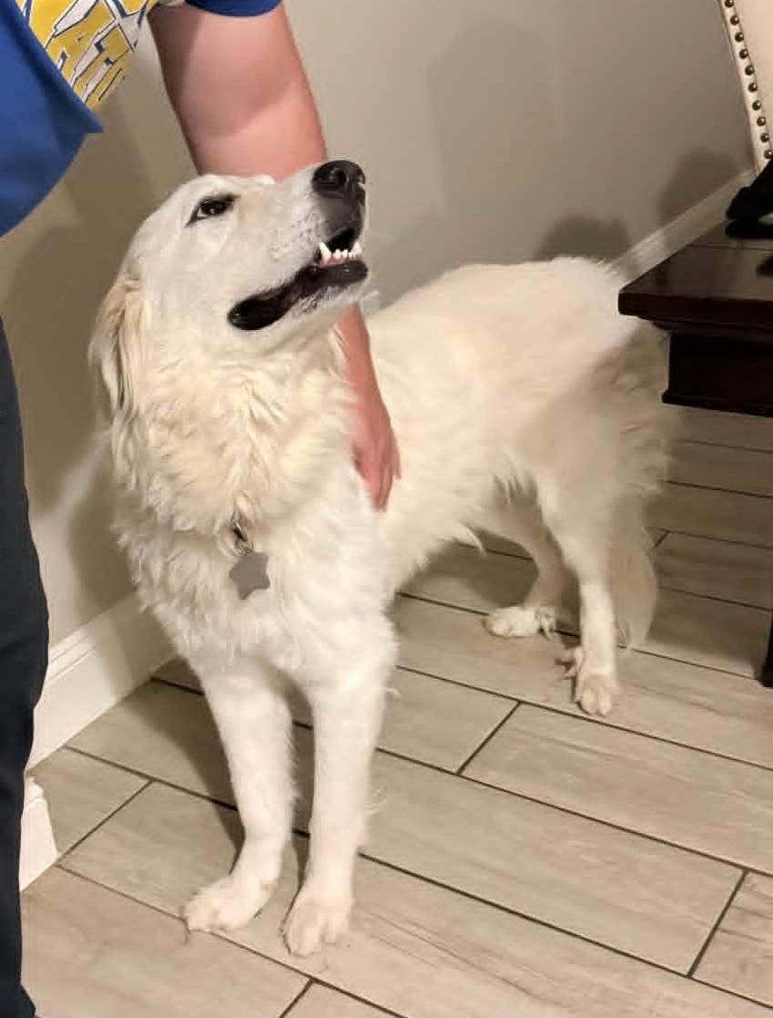 Enlarge Seluna SAT, a Adoptable Great Pyrenees in Saint Jo, TX image 1/6