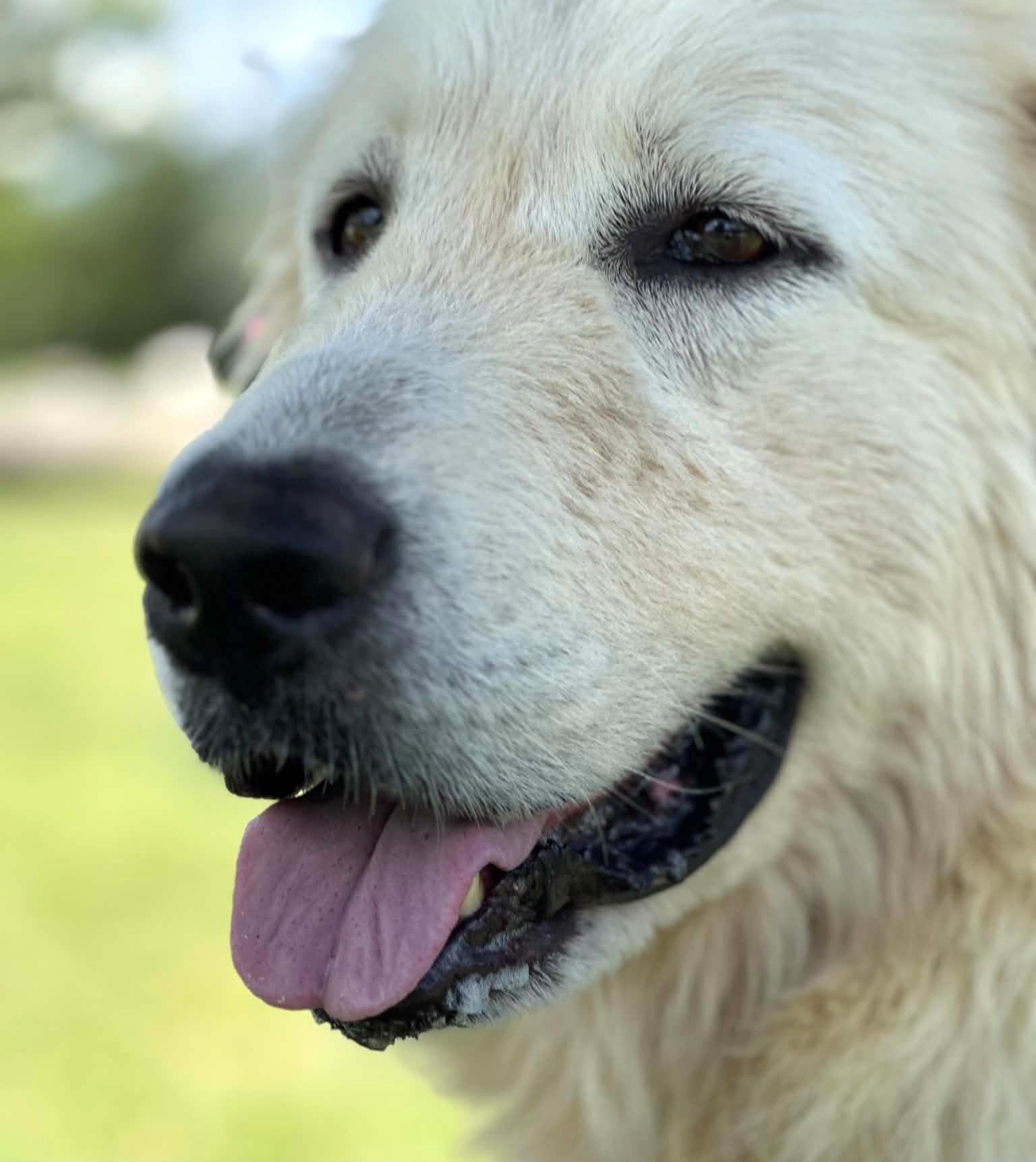 Seluna SAT, Adoptable, Young Female Great Pyrenees.
